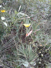 Helianthus heterophyllus