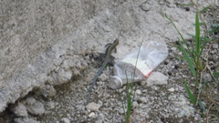 Pholidoscelis taeniurus