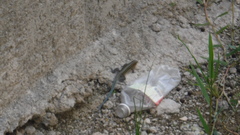 Pholidoscelis taeniurus