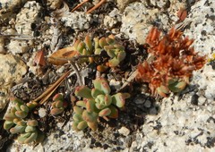 Sedum obtusatum