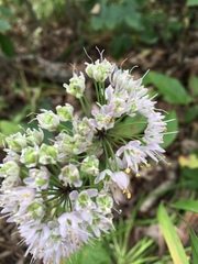 Allium cernuum