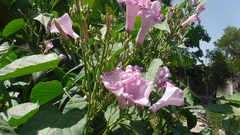 Ipomoea carnea
