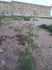 Parthenium bipinnatifidum