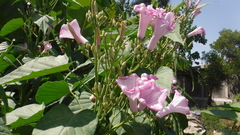 Ipomoea carnea
