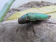 Psiloptera attenuata