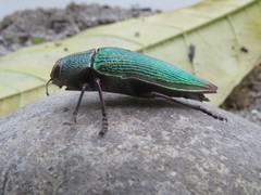 Psiloptera attenuata