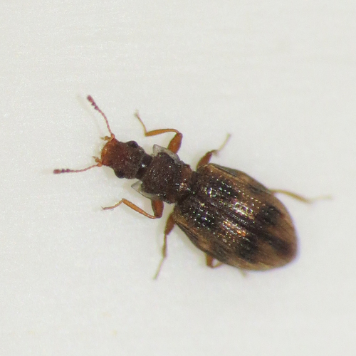 Cartodere bifasciata, photo 2 of 7