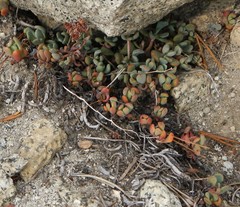 Sedum obtusatum