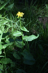 Senecio triangularis
