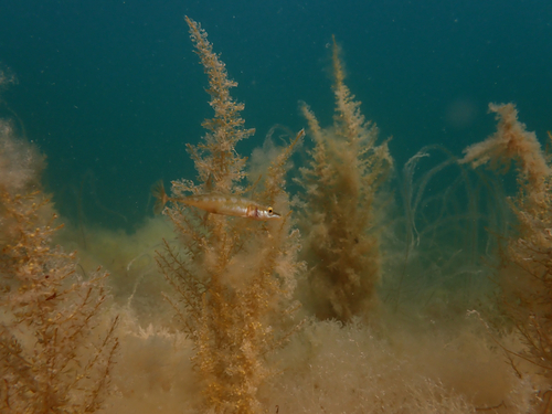 Zeestekelbaars (Spinachia spinachia) — Gasterosteidae — 2