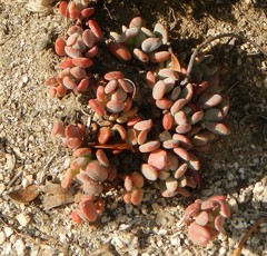 Sedum obtusatum