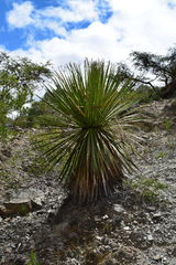 Dasylirion acrotrichum