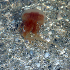 Desmonema gaudichaudi