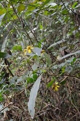 Verbesina neriifolia
