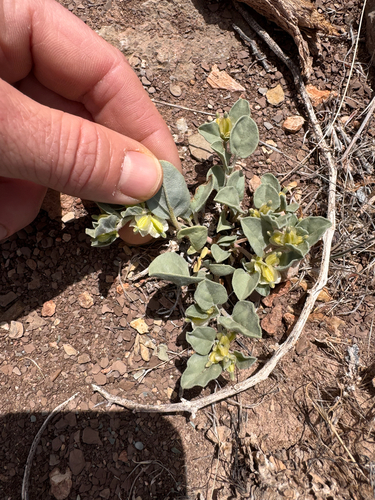 desert wing-fruit (Acleisanthes nevadensis)