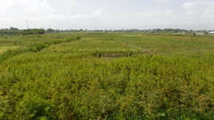 Oryza sativa