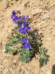 Delphinium glareosum