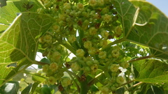 Jatropha curcas