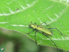 Chrysoprasis hypocrita