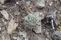 Ferocactus recurvus