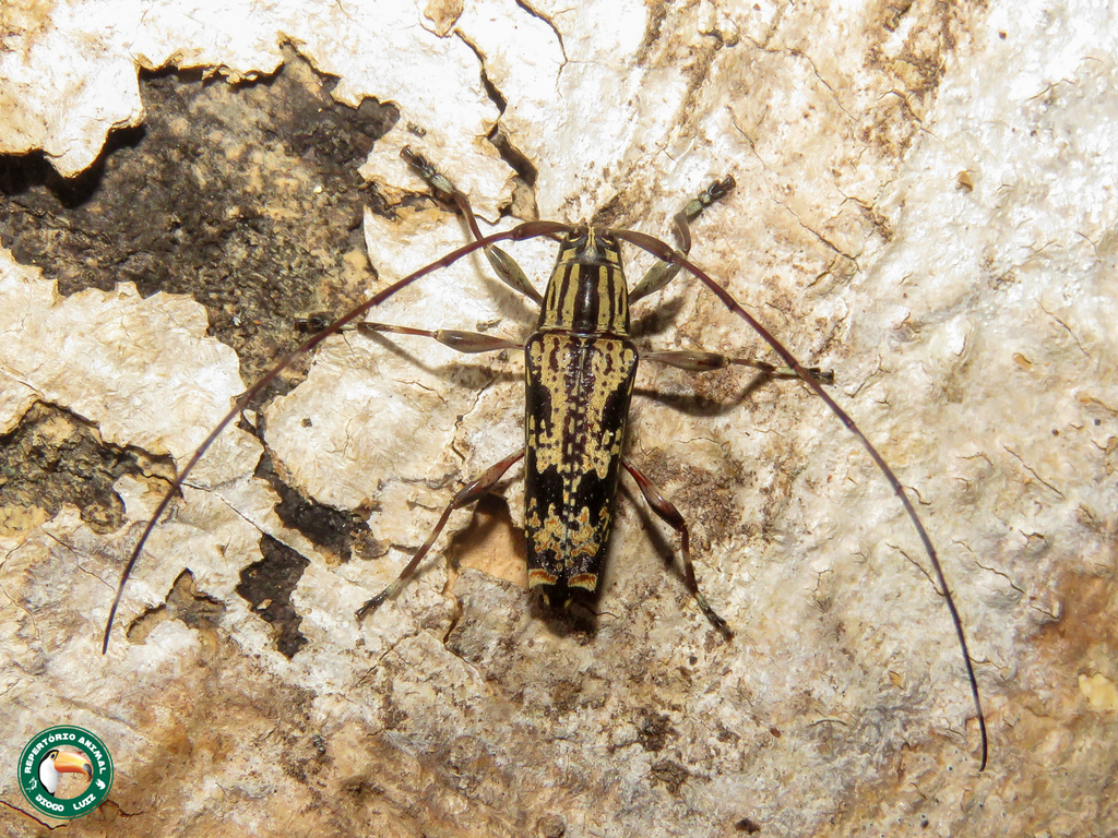 Colobothea pictilis