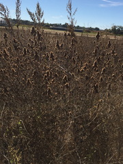 Agastache urticifolia