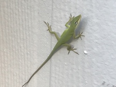 Anolis carolinensis
