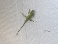 Anolis carolinensis