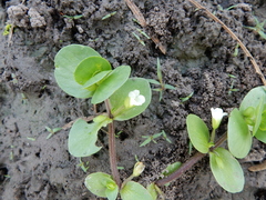 Bacopa rotundifolia
