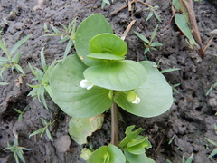 Bacopa rotundifolia