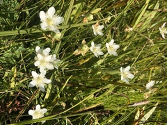 Parnassia cirrata intermedia