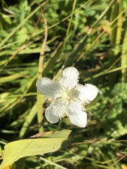 Parnassia cirrata intermedia