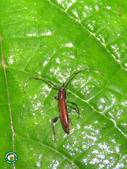Compsibidion uniforme