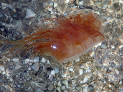 Desmonema gaudichaudi