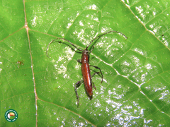 Compsibidion uniforme