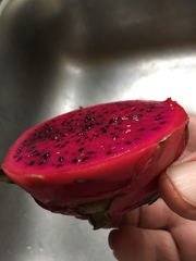 Selenicereus costaricensis