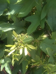 Stigmaphyllon lindenianum