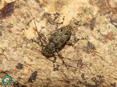 Oedopeza maculatissima
