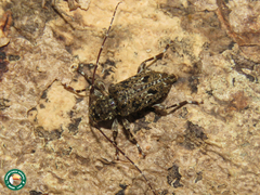 Oedopeza maculatissima