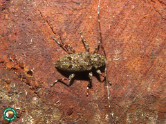 Oedopeza maculatissima