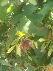 Stigmaphyllon lindenianum