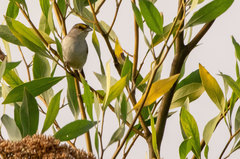 Ammodramus aurifrons