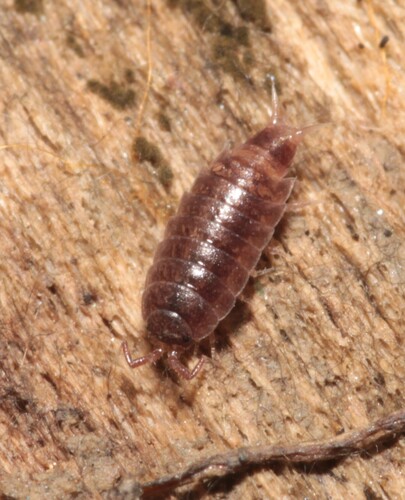 Riparian Woodlouse, Adonyi mellékág és környéke, photo 10 of 10
