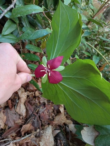 Image of Trillium vaseyi by (c) Raven Dandridge, some rights reserved (CC BY)
