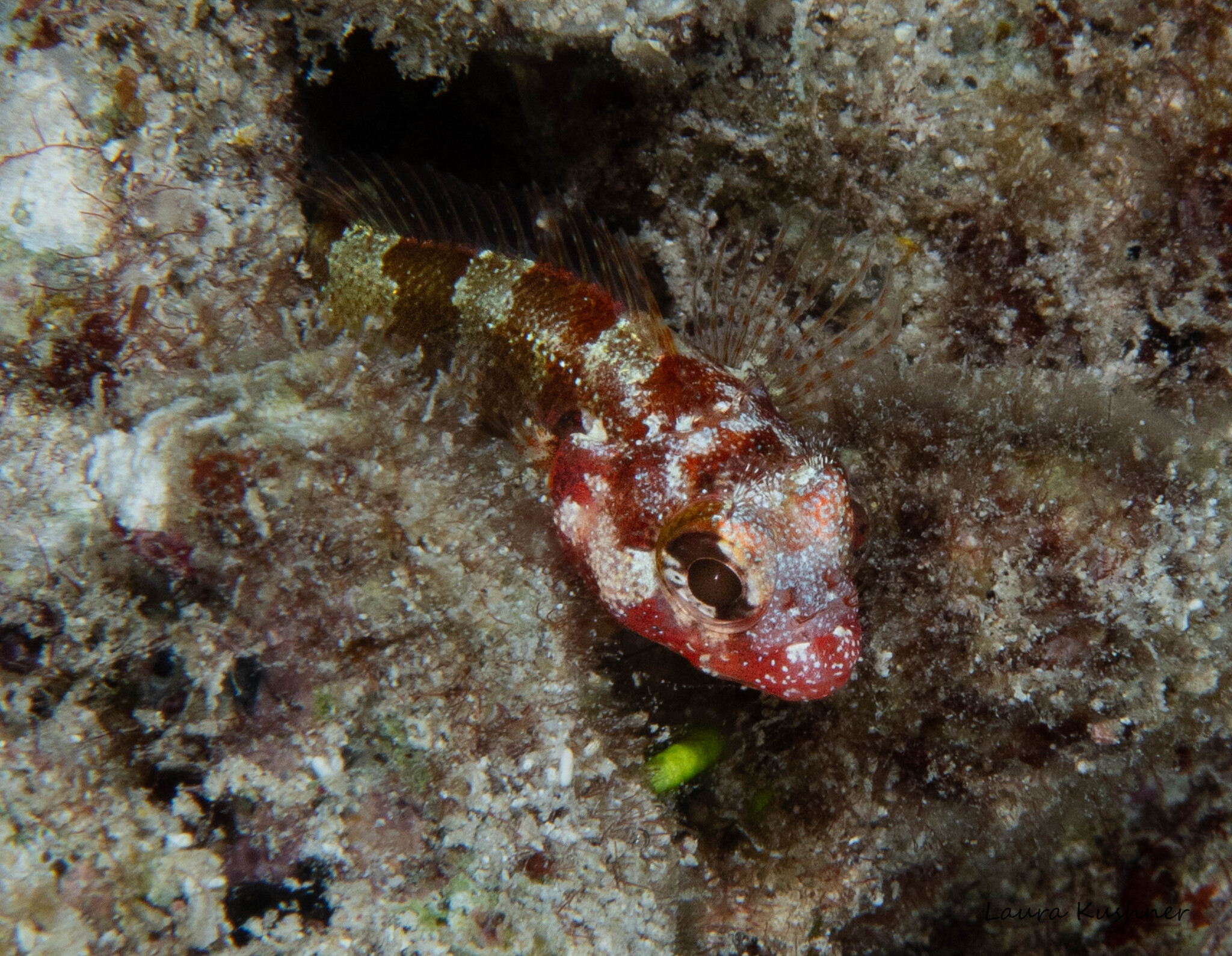 Palehead Blenny photo 3