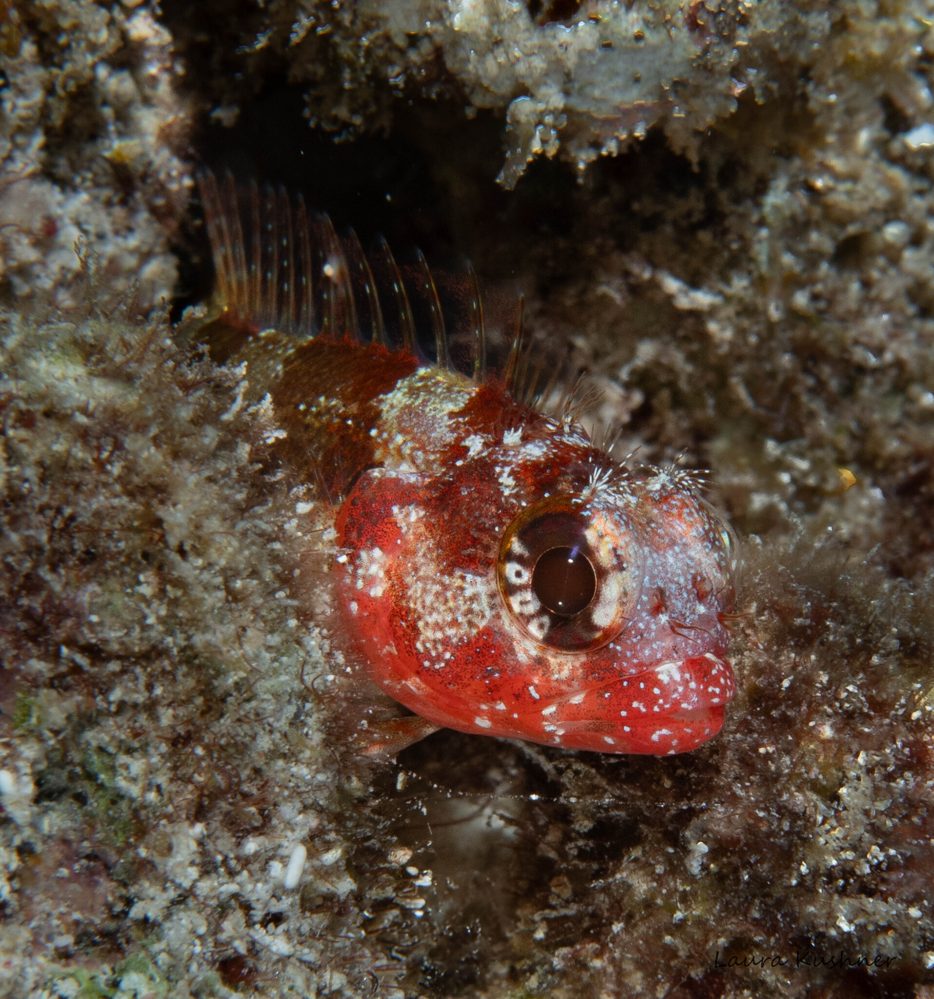 Palehead Blenny photo 2