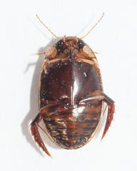 Thermonectus basillaris