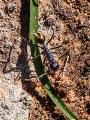Camponotus suffusus