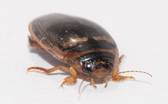 Thermonectus basillaris