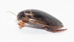 Thermonectus basillaris
